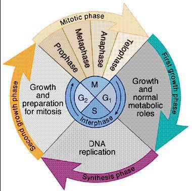 fibers Divided into 3 phases: G1 = 1st Gap o cell doing its everyday job o cell grows S = DNA Synthesis o