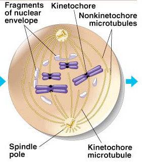 centromeres Centrioles move to opposite poles of cell Fibers (microtubules) cross cell to form mitotic