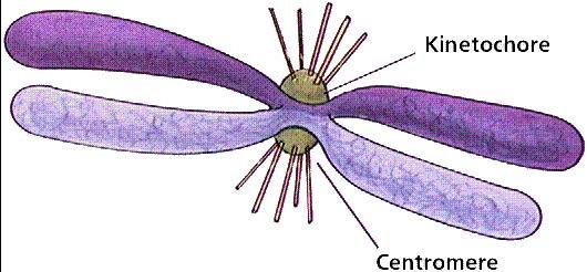 centromeres o Creating kinetochores Microtubules attach at kinetochores o Connect centromeres to