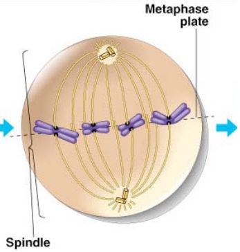 attach to kinetochore proteins Metaphase Spindle fibers align chromosomes along the middle of cell o meta