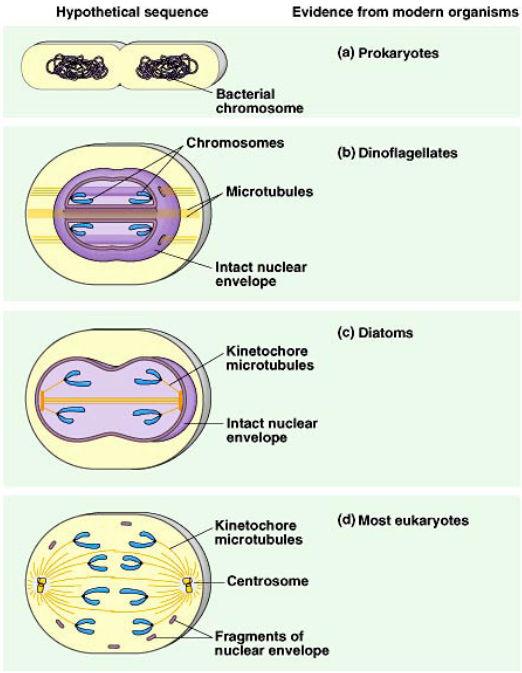 Cytokinesis in Plants Vesicles move to equator line up & fuse to form 2 membranes = cell plate o Derived from Golgi New cell wall is laid down between