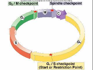 o Separation of sister chromatids. Cell can be put on hold at specific checkpoints.