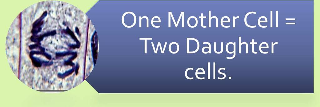 One Mother Cell =