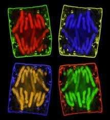 The frequency of cell division varies with the type of cell.