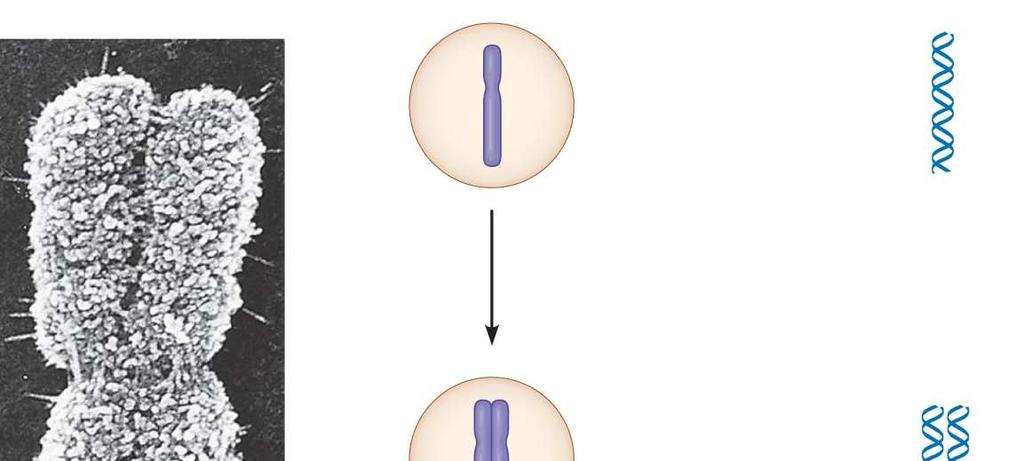 The chromosomes are not visible except during cell division.