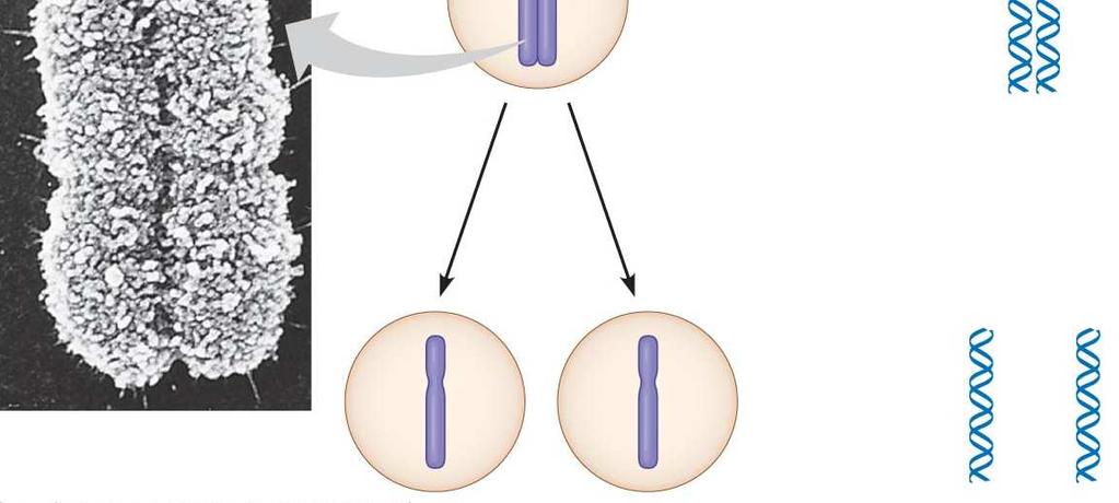 microscope. Replicated chromosome consisting of 2 sister chromatids.