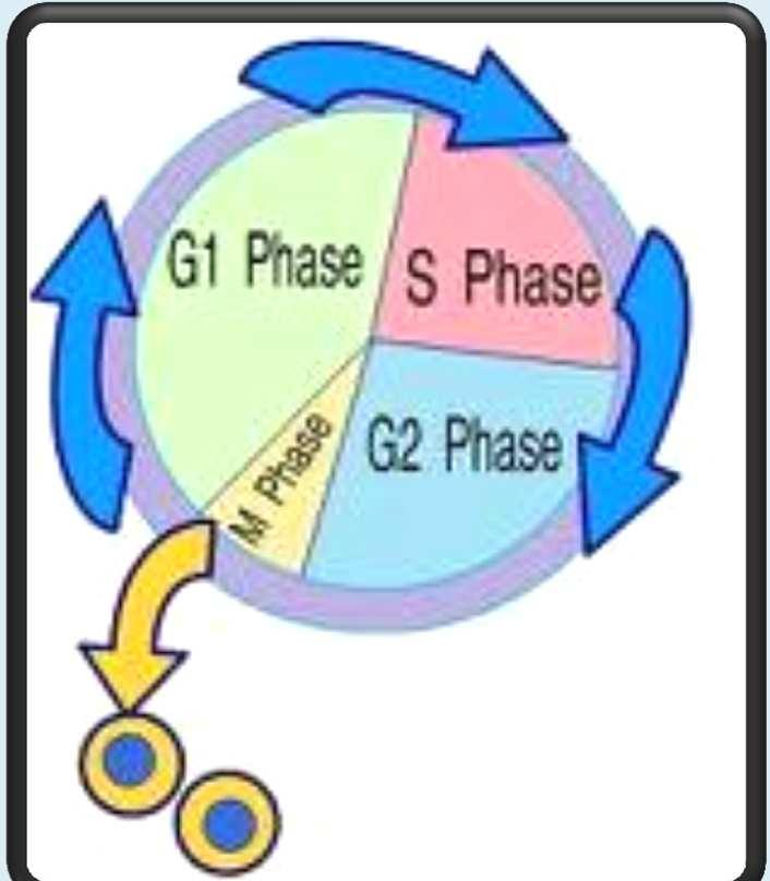 The Cell Cycle The cell cycle is: The series of events that cells go through as they grow