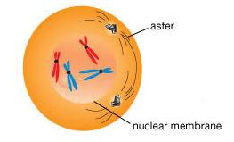 soma=c (body) cells Why does mitosis occur?