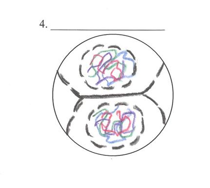 Telophase (Two) Chromosomes uncoil Nuclear envelopes