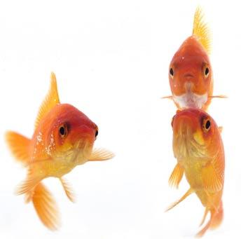 pairs Goldfish = 94