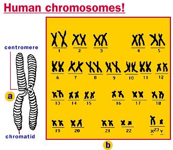 chromosomes Human muscle cell = 46 chromosomes Fruit fly = 8 chromosomes Fruit fly skin