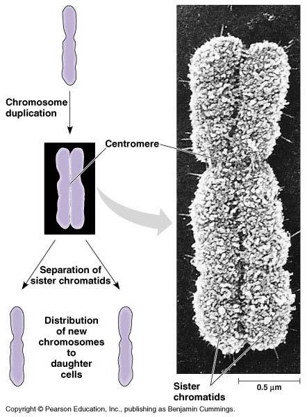 Chromosome Duplicated chromosome consists of 2 sister chromatids