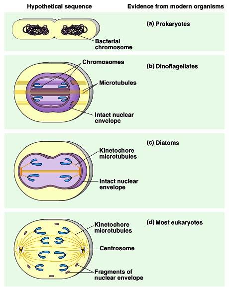 Evolution of mitosis Mechanisms intermediate between