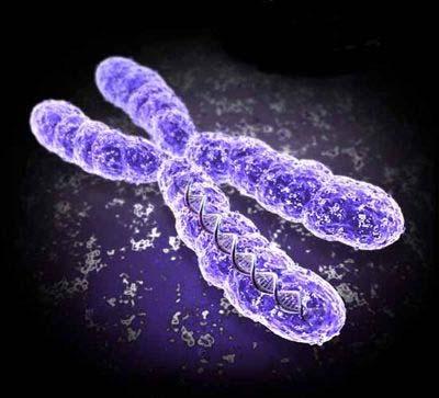 Chromosomes Chromosomes genetic information bundled