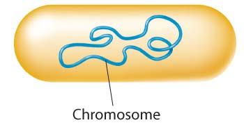 Prokaryotic Chromosomes Lack nuclei (DNA found in