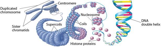 Eukaryotic Chromosomes Eukaryotic cells have more