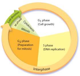 Eukaryotic Cell Cycle Four phases: G 1, S, G 2, and M.