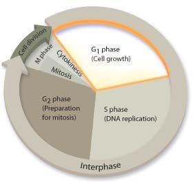 G 1 Phase: Cell Growth In G 1 phase: cells