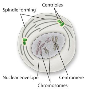 Prophase (Phase 1) The centrioles move to opposite