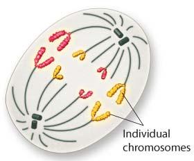 Anaphase (Phase 3) Centromeres are pulled apart and the chromatids