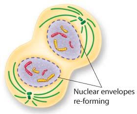 Telophase (Phase 4) Chromosomes spread out and uncoil A nuclear
