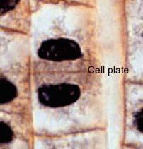 equal parts Plant Cells cell wall is less flexible so a cell plate