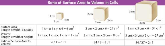 Surface Area to Volume Why cells must divide as they grow?