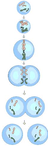 Cell Division Before a cell grows too large, it copies all its DNA and divides Cell division process by which a cell divides into two new daughter cells it then divides into two daughter cells, each