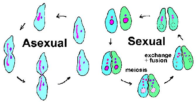 Sexual Reproduction: production of offspring that