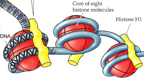 When DNA is loose (before and after division), it is called chromatin When the cell starts to