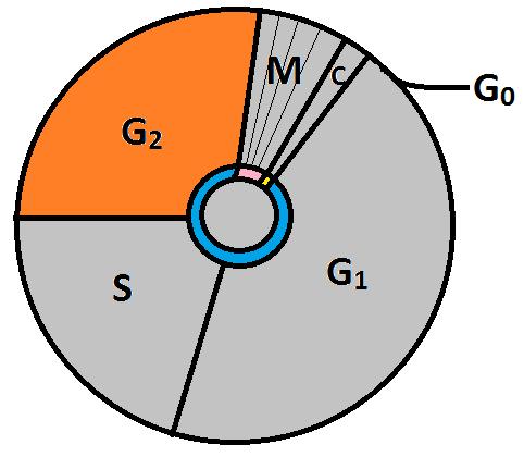 G 2 Stage Second growth stage Occurs AFTER DNA has been copied All cell structures needed for division are made (ex: centrioles) Second checkpoint