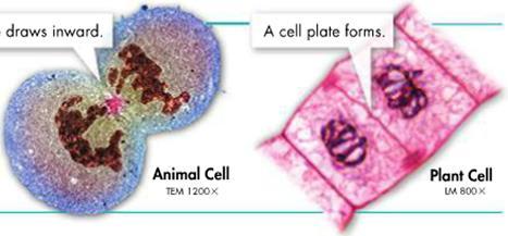 PLANT cells, a cell plate forms at the equator to divide the