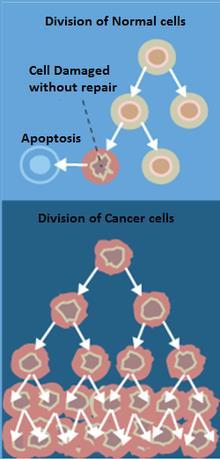 Oncogenes are special proteins that increase the chance a normal cell develops into a cancerous cell Usually when cells detect mutations, they undergo programmed cell death (apoptosis) Cancer can be