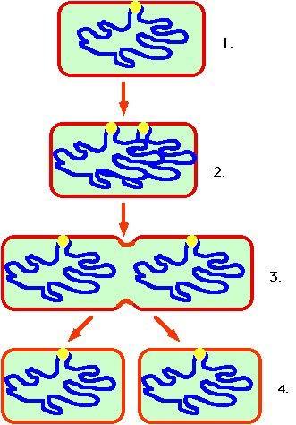 Bacteria divide into 2 identical cells through the process of binary fission A single chromosome makes a copy of itself A cell