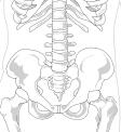 NAME sartorius anterior superior iliac spine tibial tuberosity, medial side flexes, abducts, & laterally rotates thigh flexes leg & rotates leg