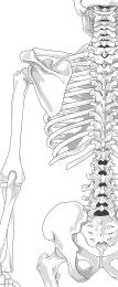 latissimus dorsi spinous processes of lower thoracic vertebrae lower ribs (8-12) iliac crest intertubercular sulcus of humerus extends, adducts, &