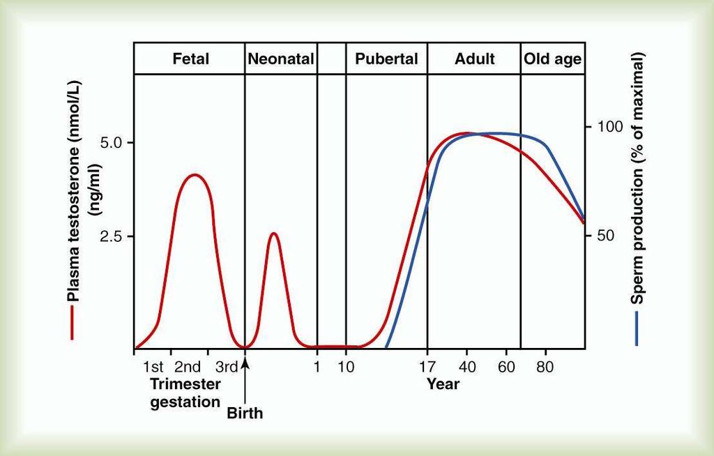 Different Stages of Male Sexual Function: Plasma