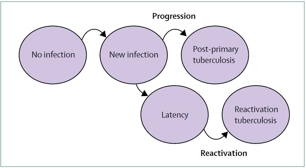Etanercept All Anti-TNF Wallis, Lancet Inf Dis, 2008 Development of Active TB by Drug New infections shortly after start of TNF alpha antagonist - Reactivation TB Infliximab 20%/month 12 to 1 times