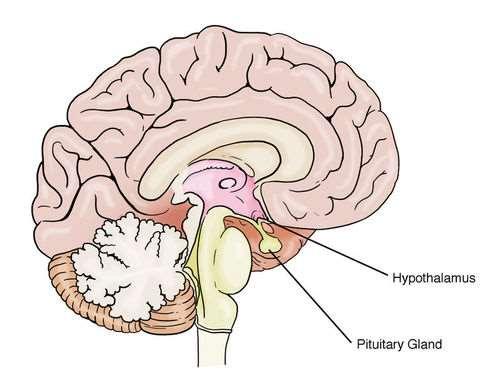 The Endocrine System Pineal Gland Pineal Gland Located near the center of the brain Looks like a pine cone