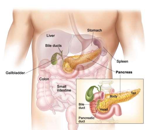 The Endocrine System Pancreas Located in the upper abdomen Secretes the hormones insulin