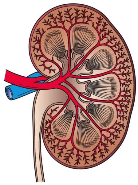 Excretory System Renal artery Renal vein Kidney Main function is to filter waste products out of the blood passing through them Blood enters through renal arteries and passes back to