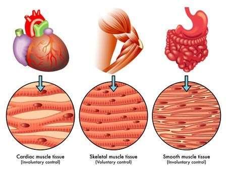 The Muscular System Types of Muscles Cardiac form the wall of the heart and controls your heartbeat involuntary Smooth (visceral) Weakest of all muscle tissues found in organs and perform