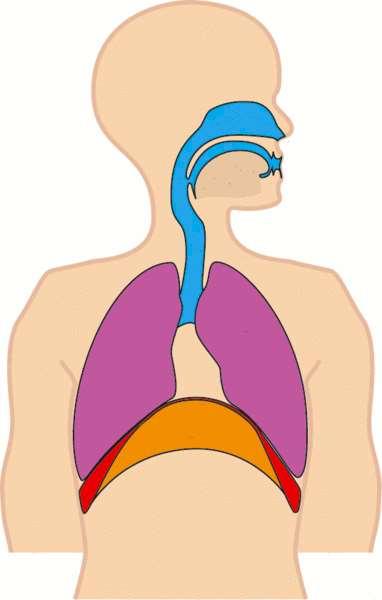 Respiratory System Diaphragm A sheet of internal skeletal muscle that extends across the bottom of the thoracic cavity