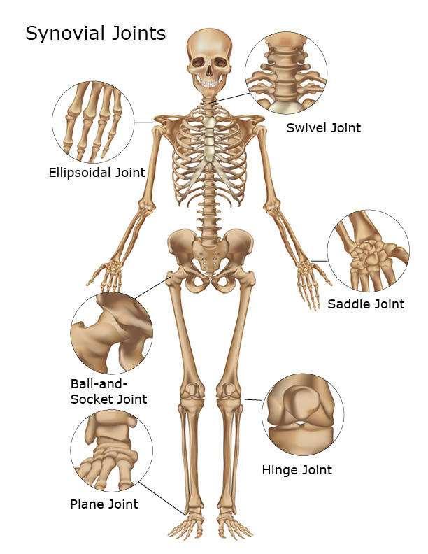 The Skeletal System Joints Holds the skeleton together and supports movement Classified by: 1.