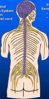 The Nervous System Central nervous system Brain Spinal cord Central Nervous System Brain Spinal cord Peripheral Nervous System Cranial nerves (12) Spinal nerves cervical (8) thoraic (12) lumbar (5)