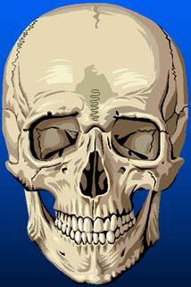 The Skull Skull Houses and protects the brain Orbit Nasal bone Maxilla Mandible Zygomatic bone Slide 10 Spinal Column Cervical (neck) 7 vertebrae Thoracic (upper back) 12 vertebrae Lumbar (lower