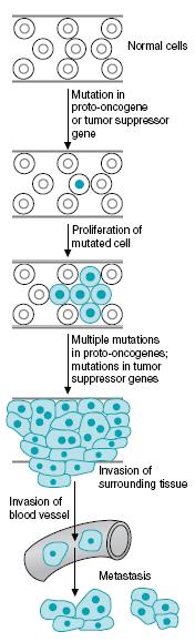 Biochemistry of Cancer and Tumor Markers The term cancer applies to a group of diseases in which cells grow abnormally and form a malignant tumor. It is a long term multistage genetic process.