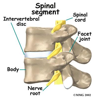 The spinal cord only extends to the second lumbar (low back) vertebra.