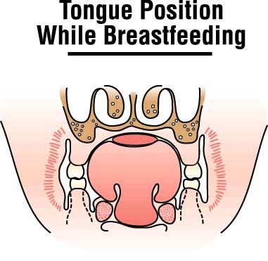 During breastfeeding, the breast (breast/nipple) adapts to the shape of the mouth.