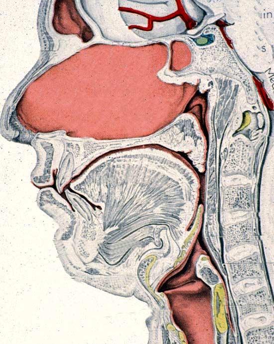 D38 A retruded mandible can drive tongue back into throat and can block off airway.